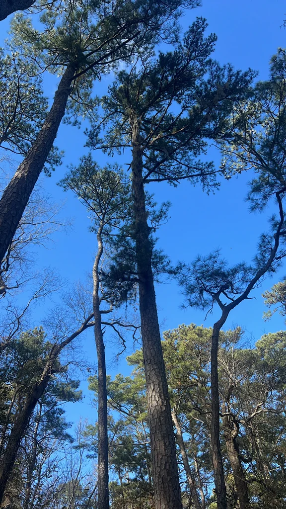 Pinus Echinata