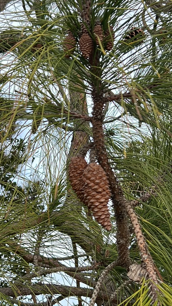 Pinus Elliotii