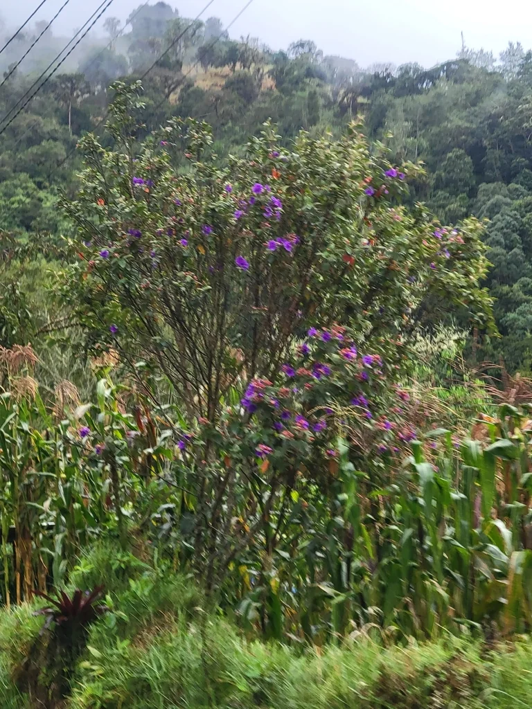 Tibouchina Urvilleana