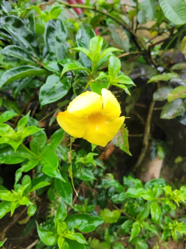 Allamanda Cathartica