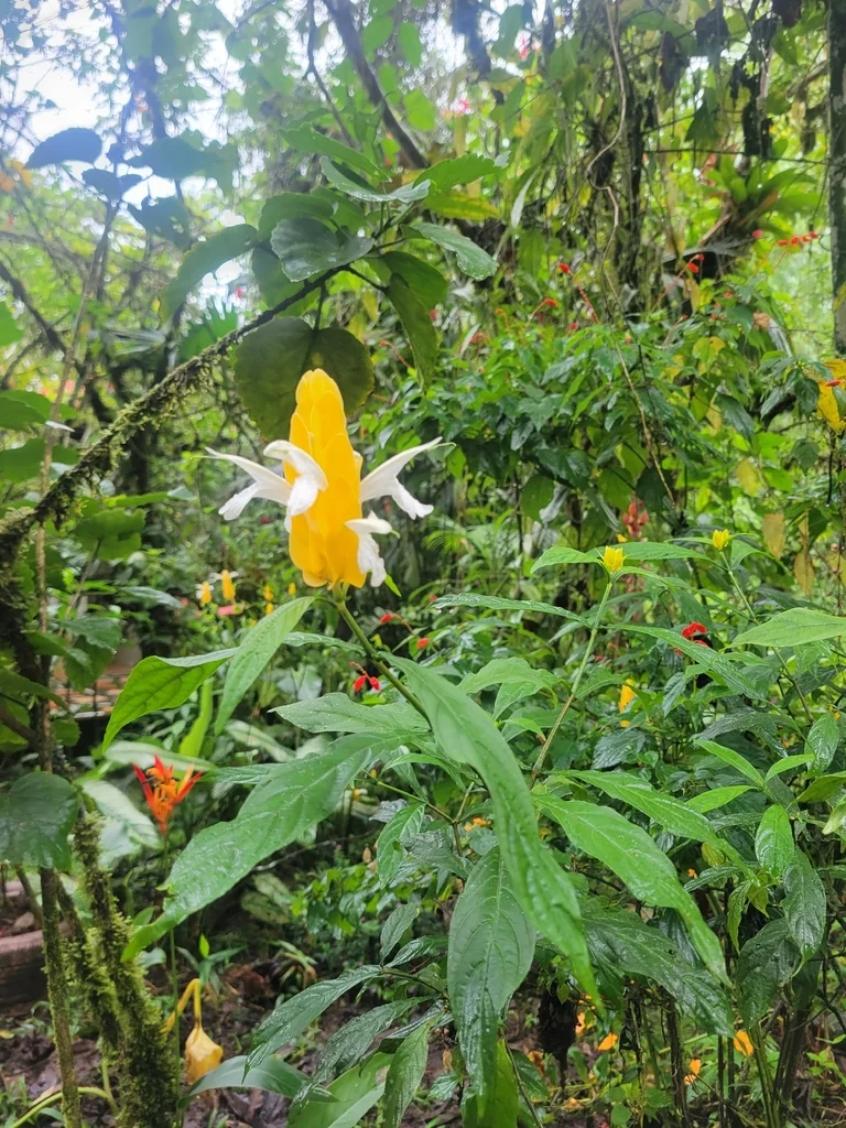 Pachystachys Lutea
