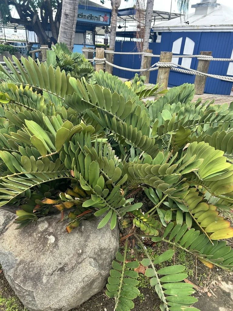 Zamia Furfuracea