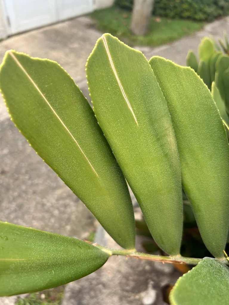 Zamia Furfuracea