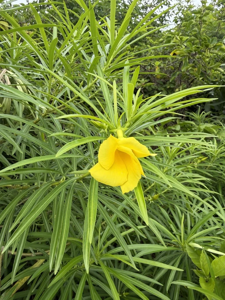 Thevetia Peruviana