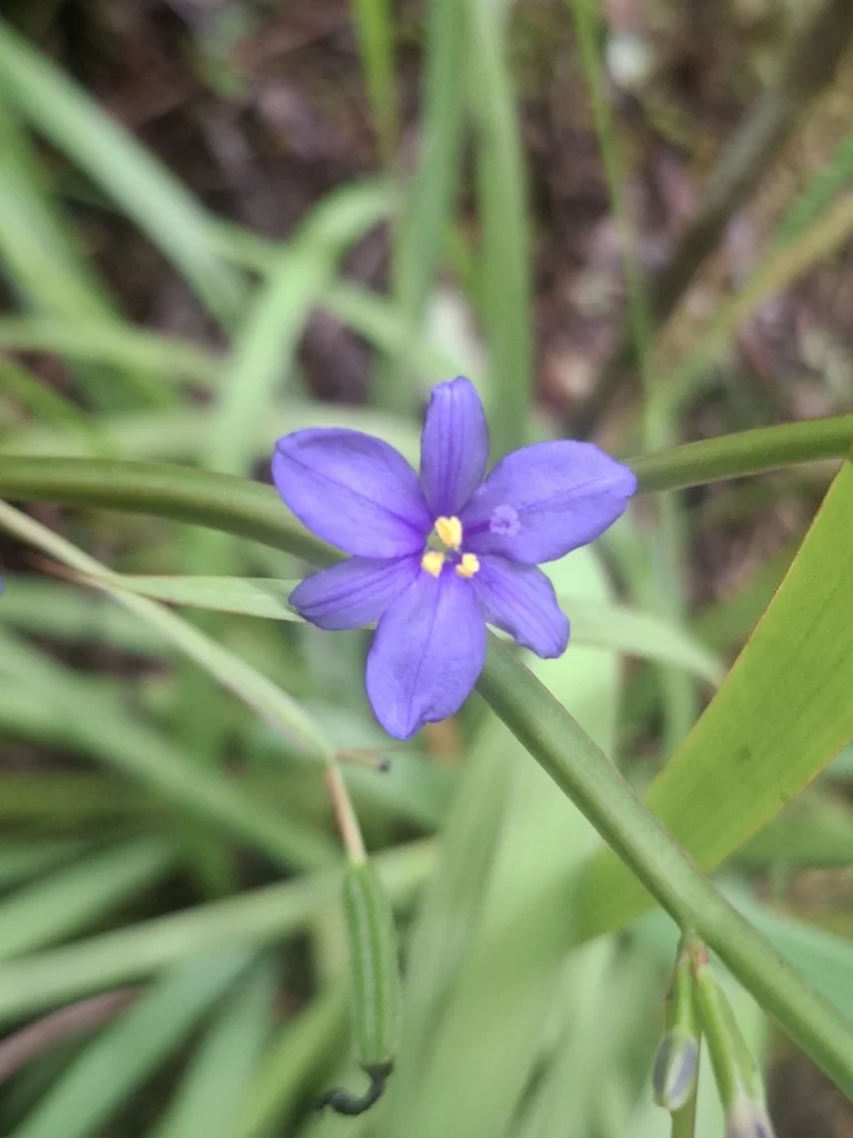 Aristea Ecklonii