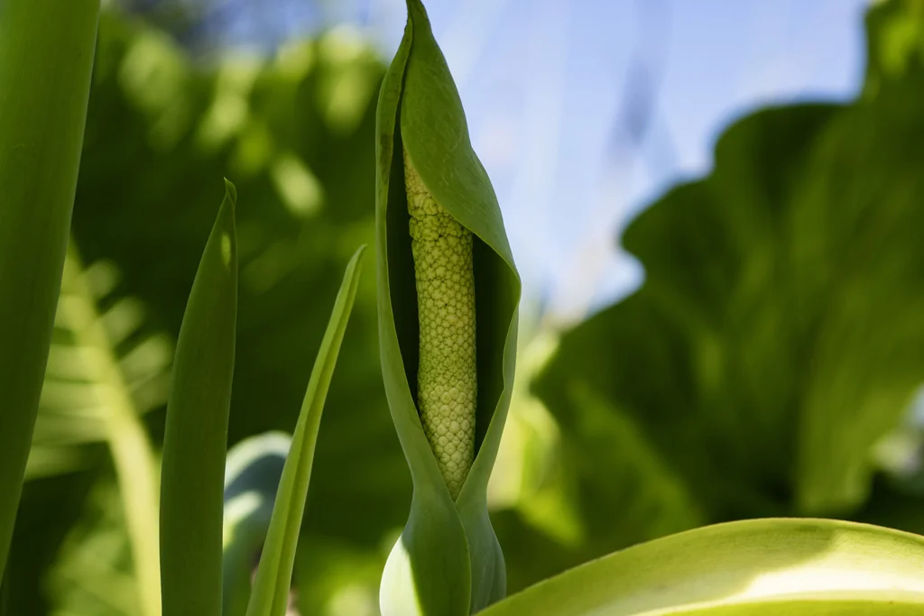 Alocasia plumbea