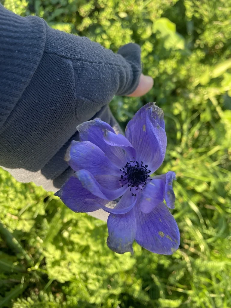 Anemone Coronaria