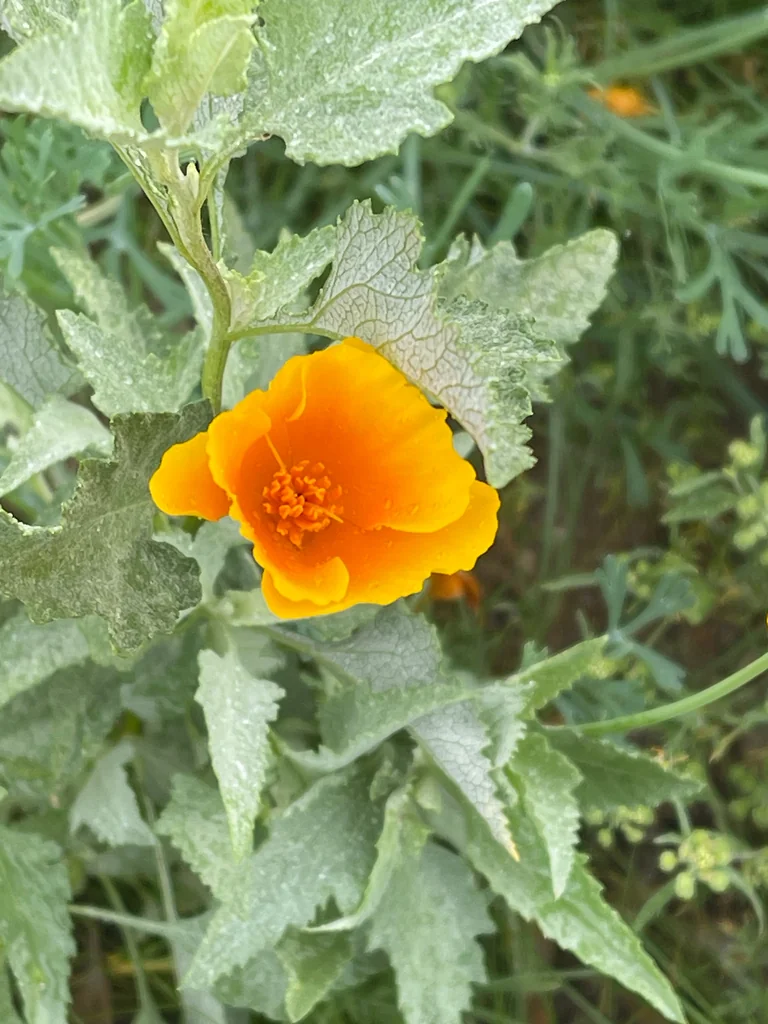 Eschscholzia Mexicana
