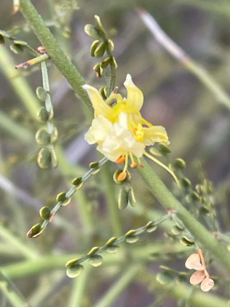 Parkinsonia Microphylla