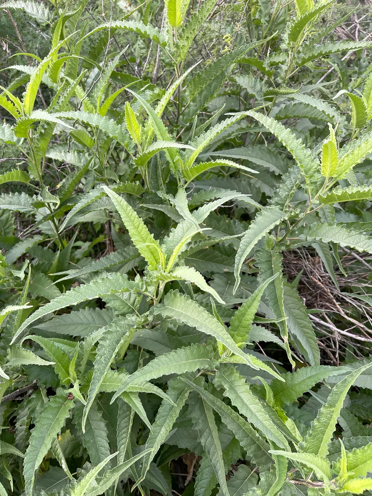 Ambrosia Ambrosioides