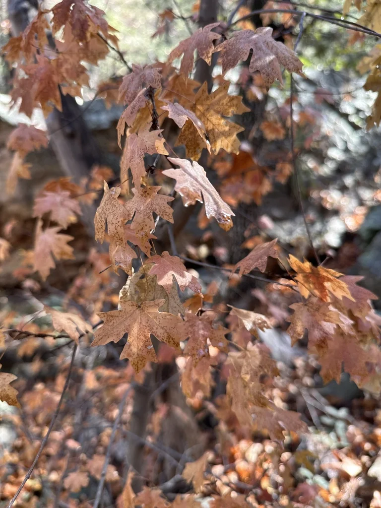 Acer Grandidentatum