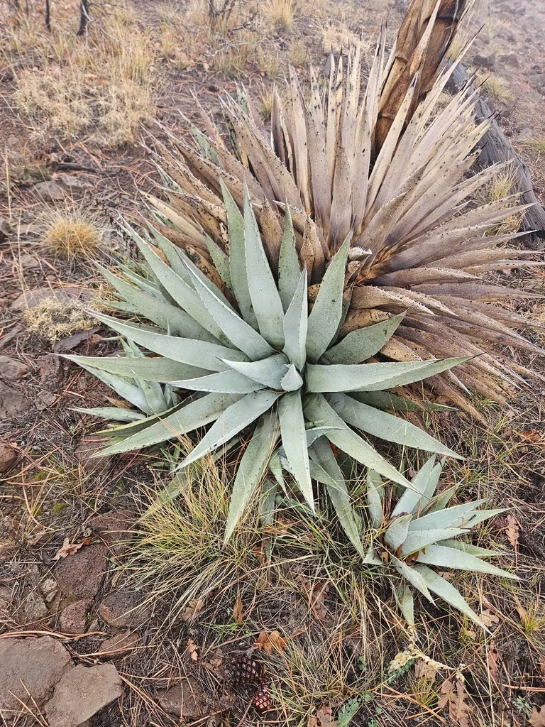 Agave Parryi