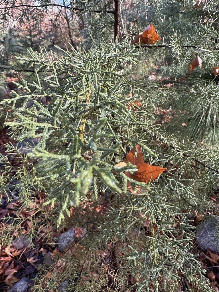 Cupressus Arizonica