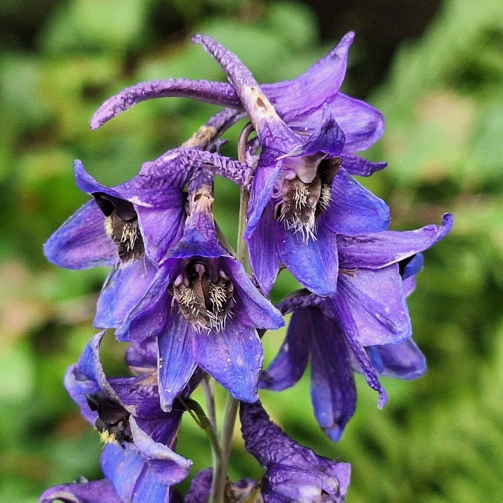 Delphinium Elatum