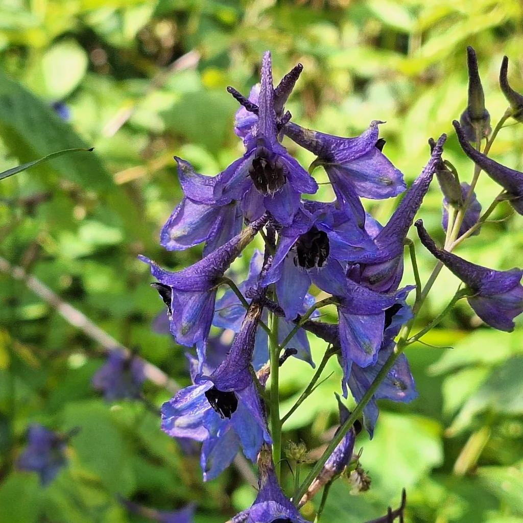Delphinium Elatum