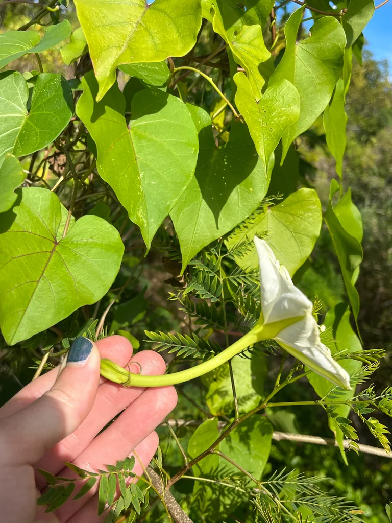 Ipomoea Alba