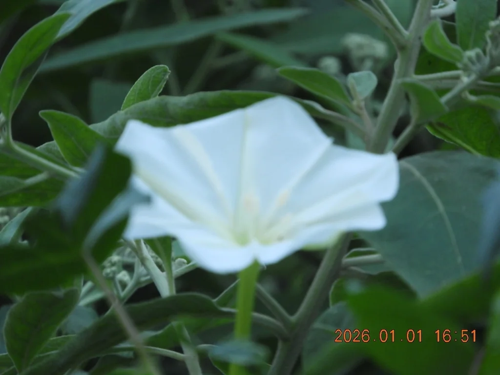 Ipomoea Alba
