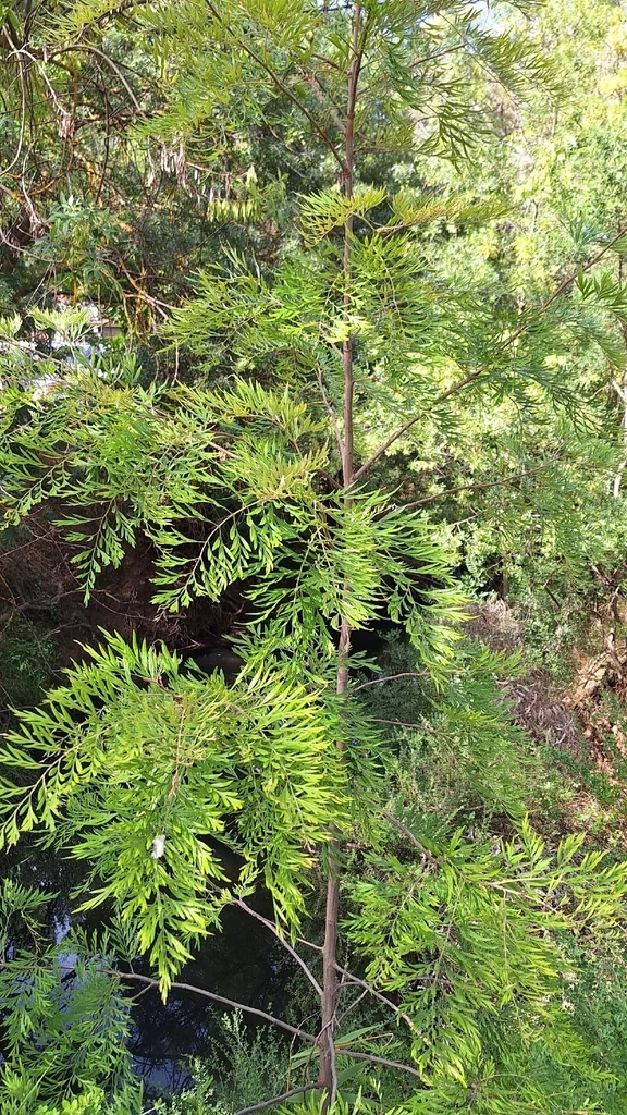 Grevillea Robusta
