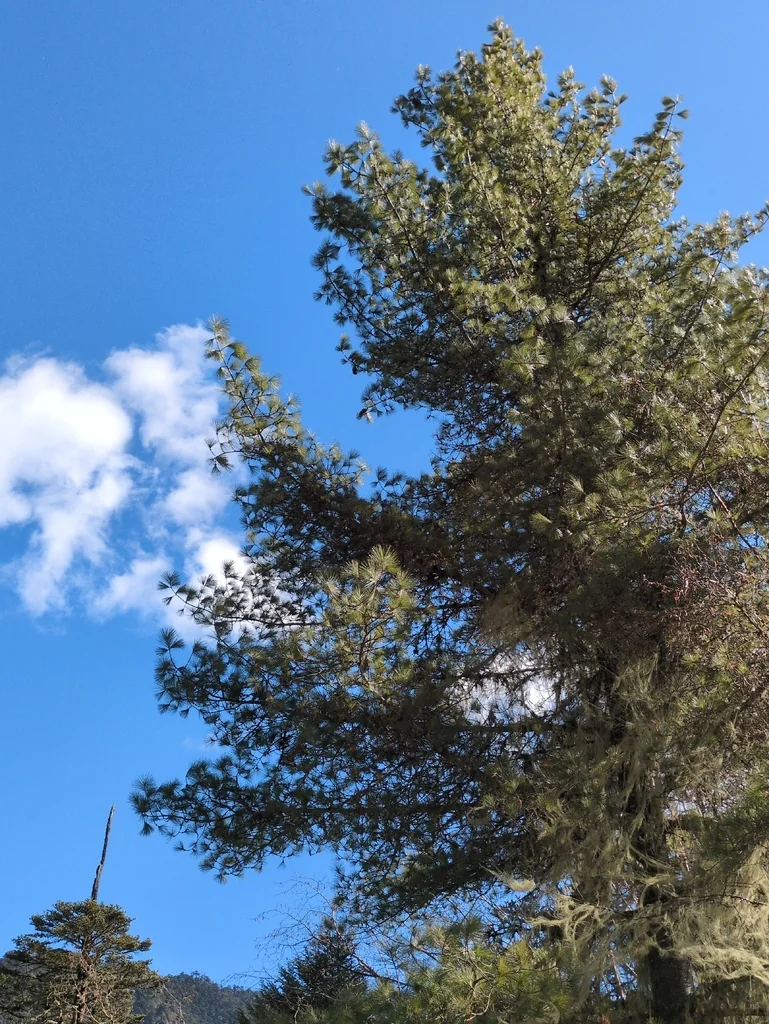 Pinus Wallichiana