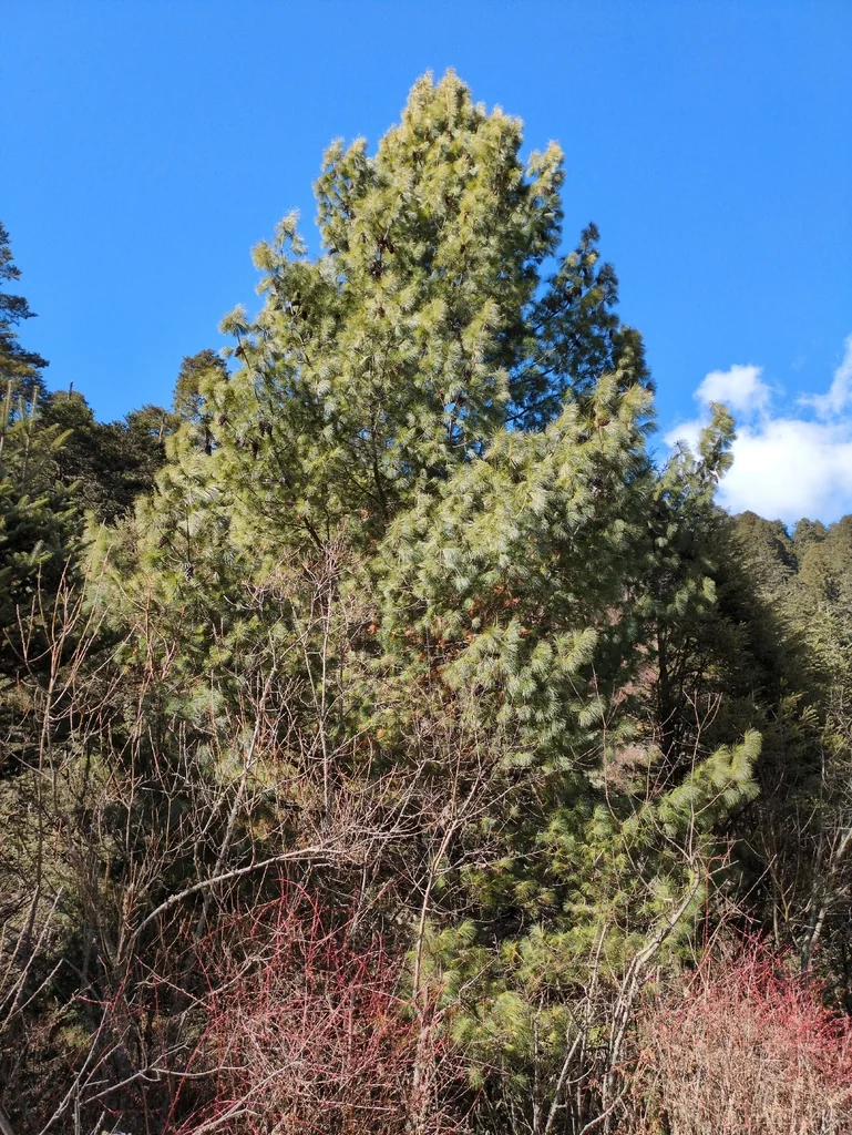 Pinus Wallichiana