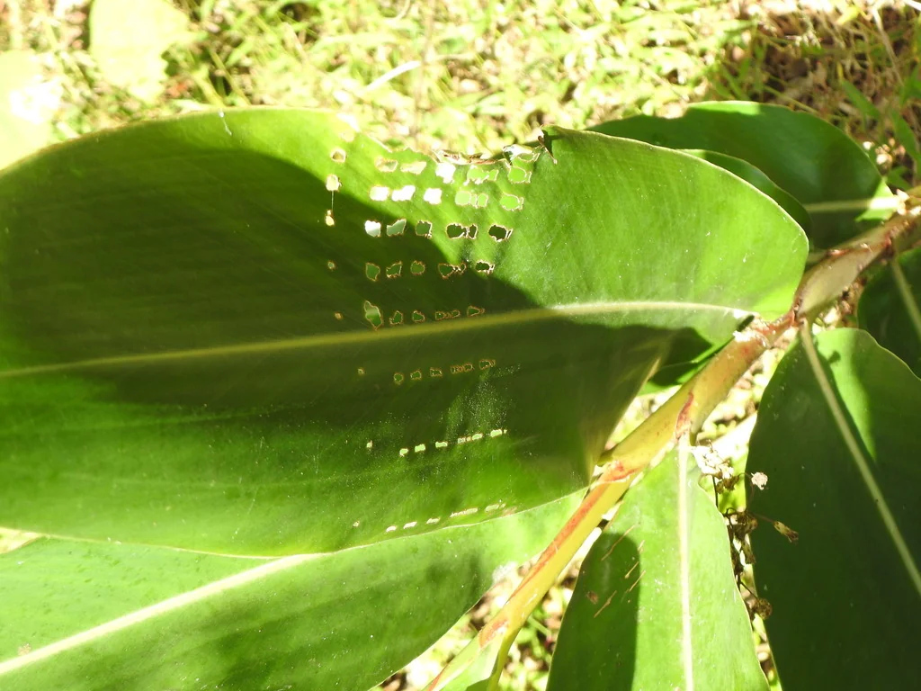 Alpinia Zerumbet