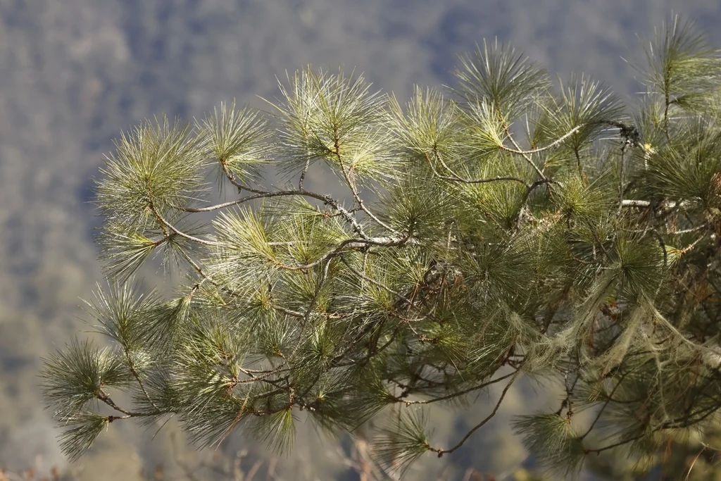 Pinus Wallichiana