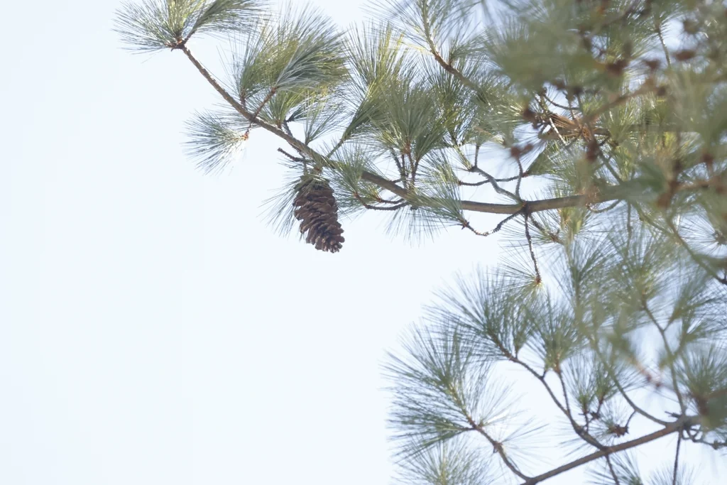 Pinus Wallichiana