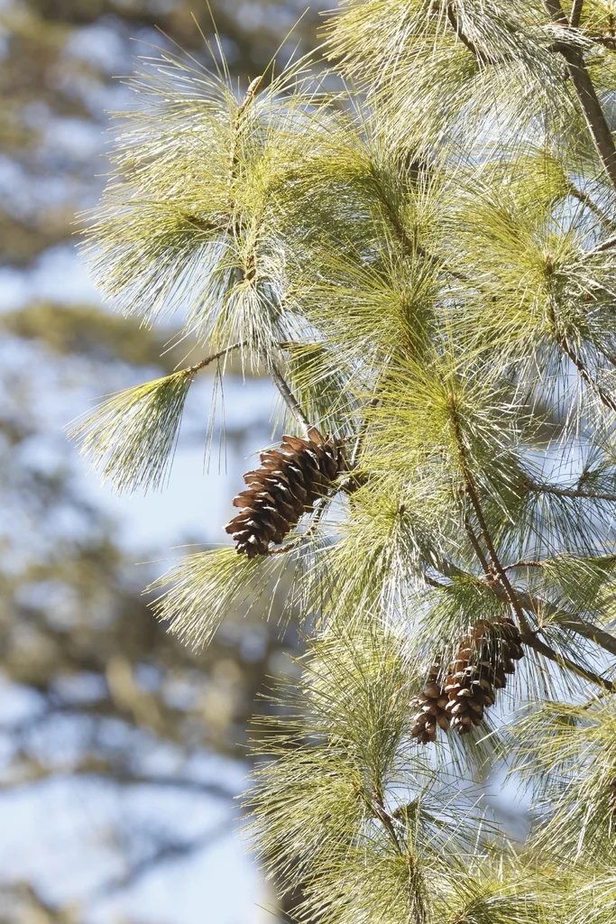 Pinus Wallichiana