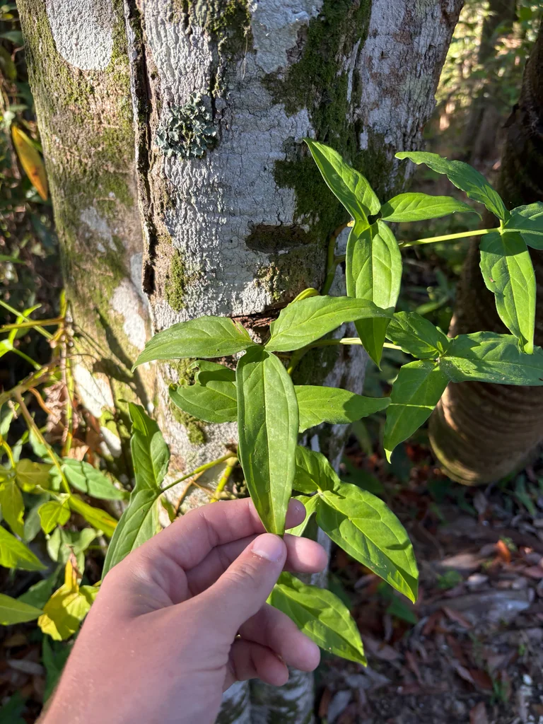Syngonium podophyllum