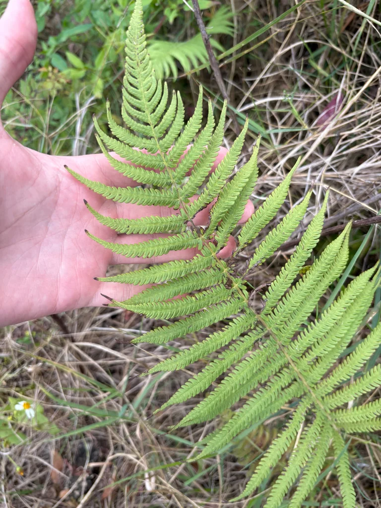 Thelypteris Normalis