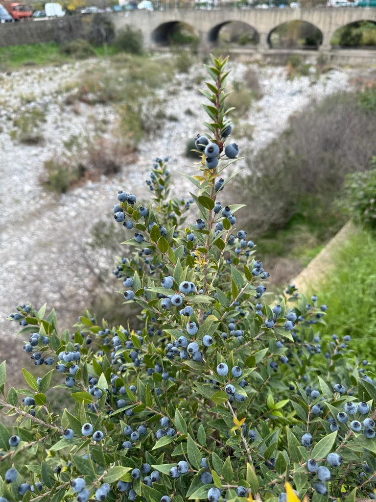 Myrtus Communis