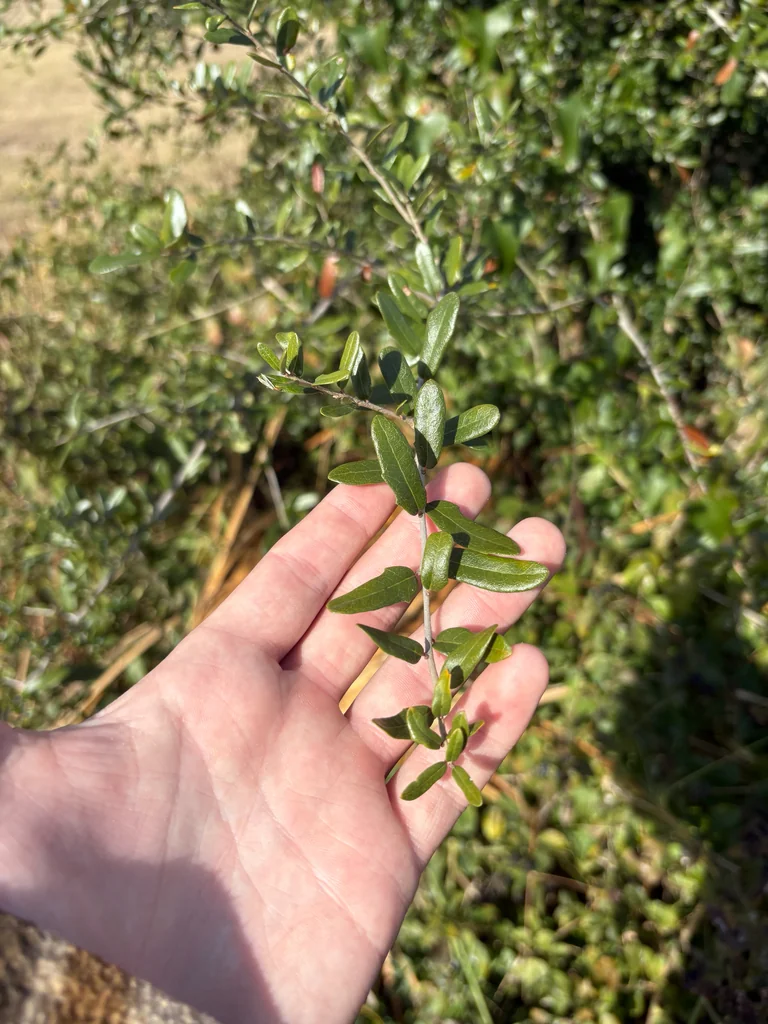 Quercus Virginiana