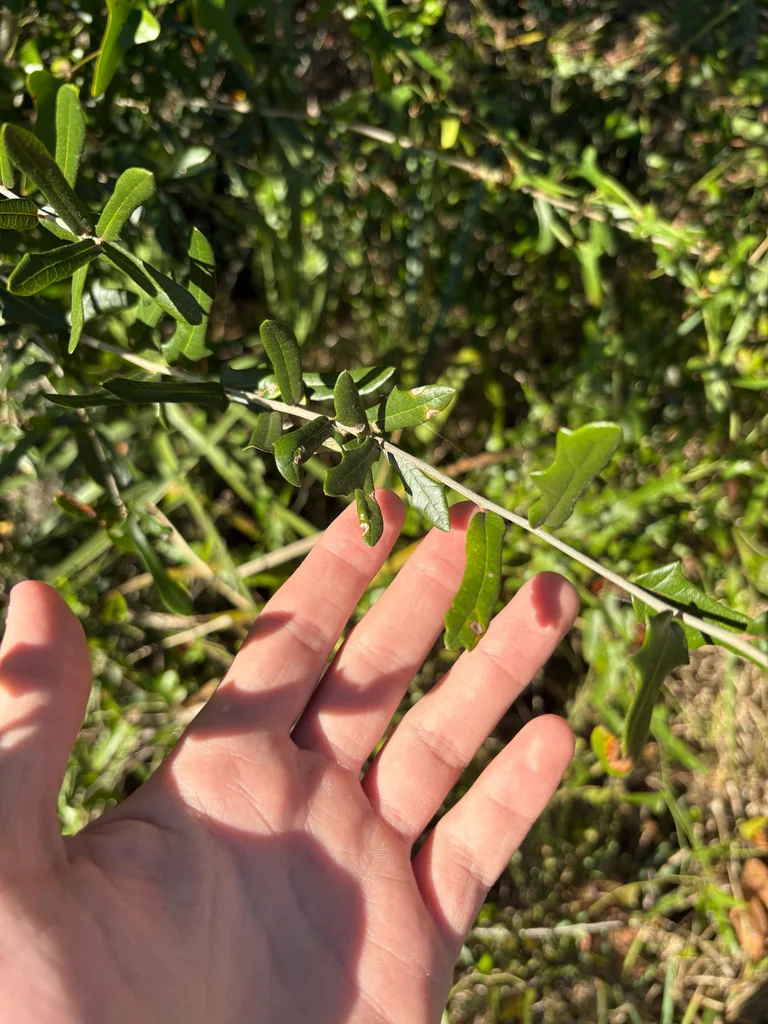 Quercus Virginiana