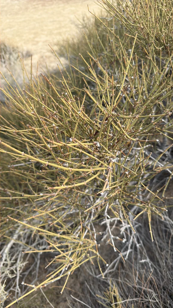 Ephedra Viridis