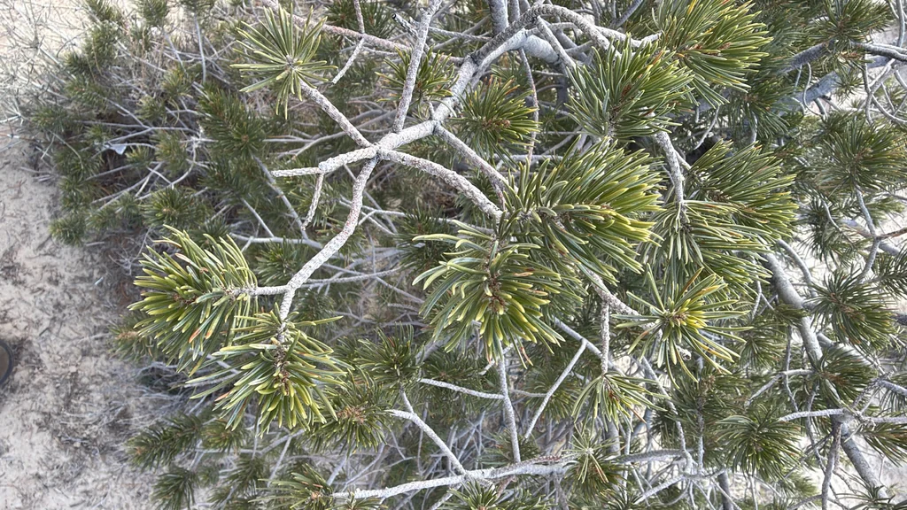 Pinus Edulis