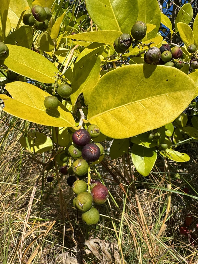 Coccoloba Diversifolia