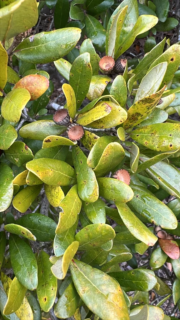 Quercus Virginiana