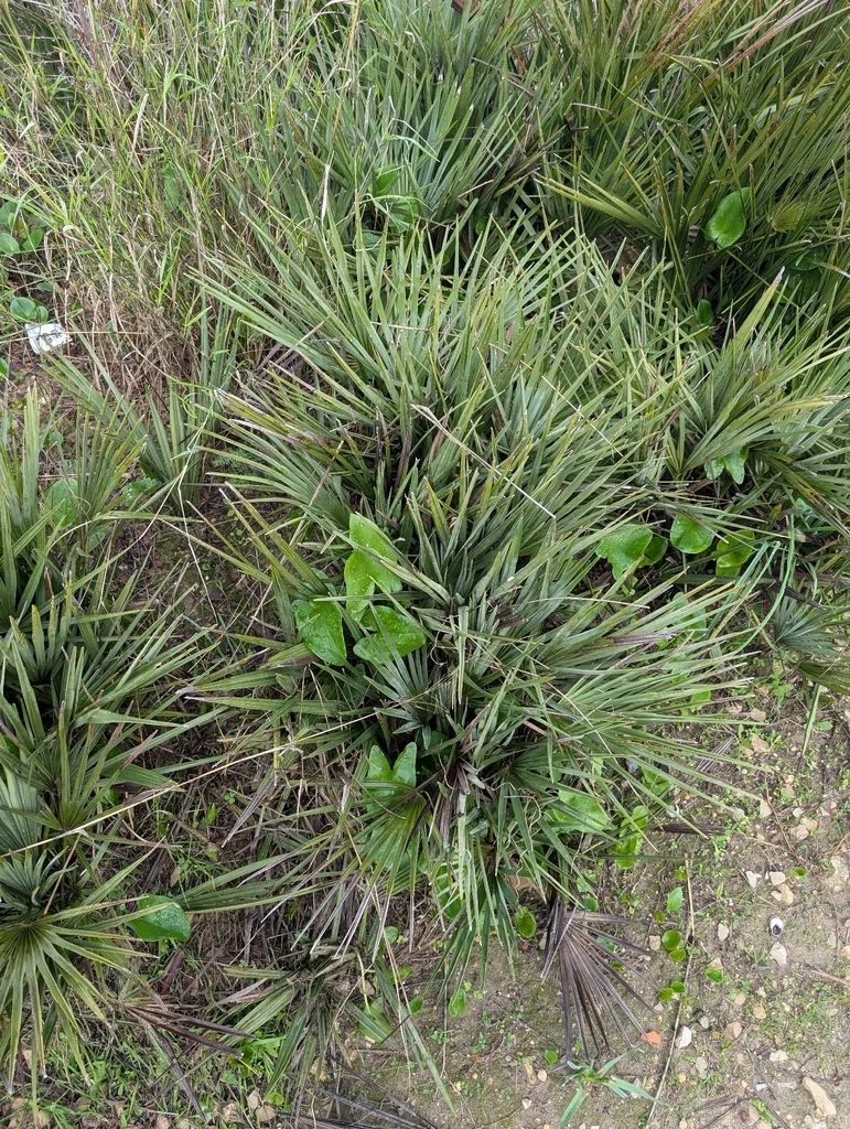 Chamaerops Humilis