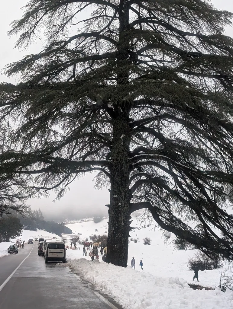 Cedrus atlantica