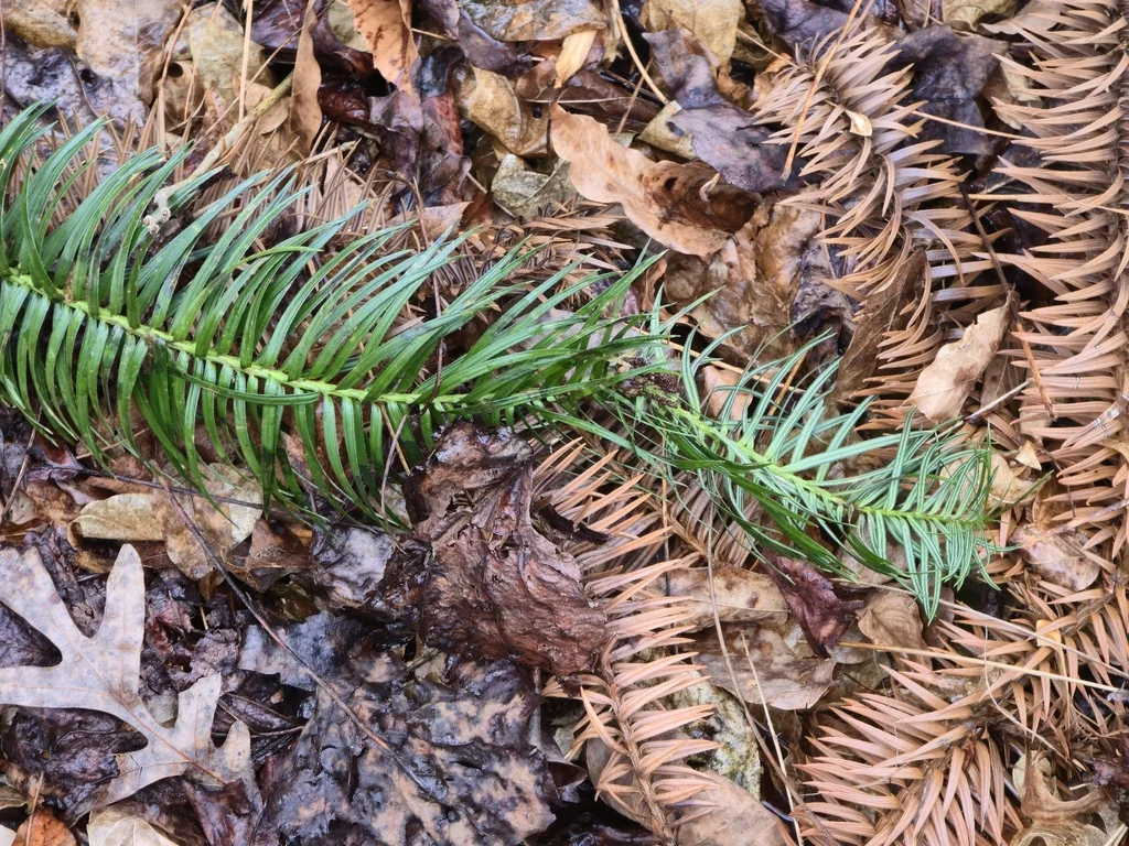 Cunninghamia Lanceolata