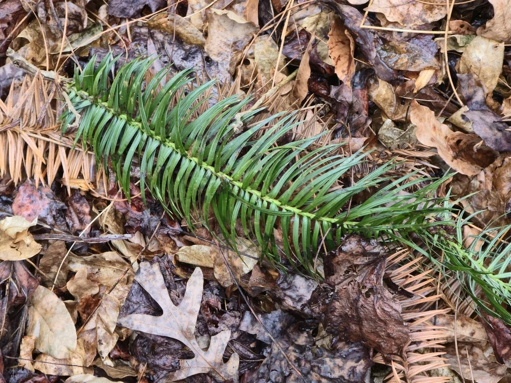 Cunninghamia Lanceolata