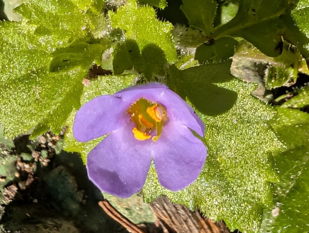Sutera cordata