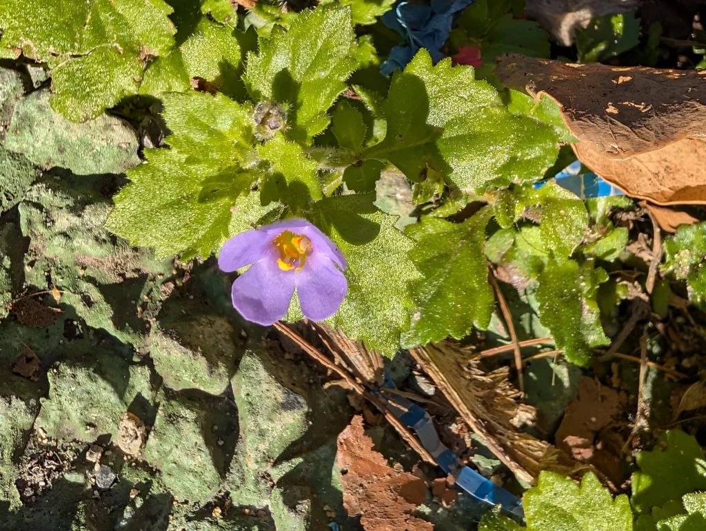 Sutera cordata
