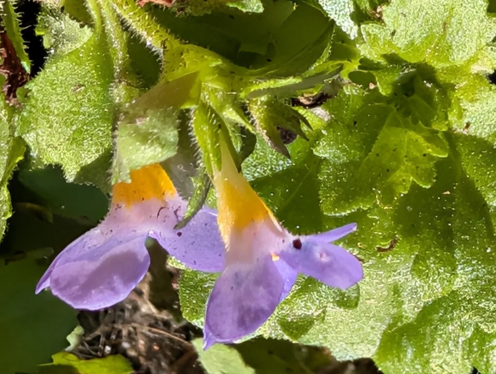 Sutera cordata