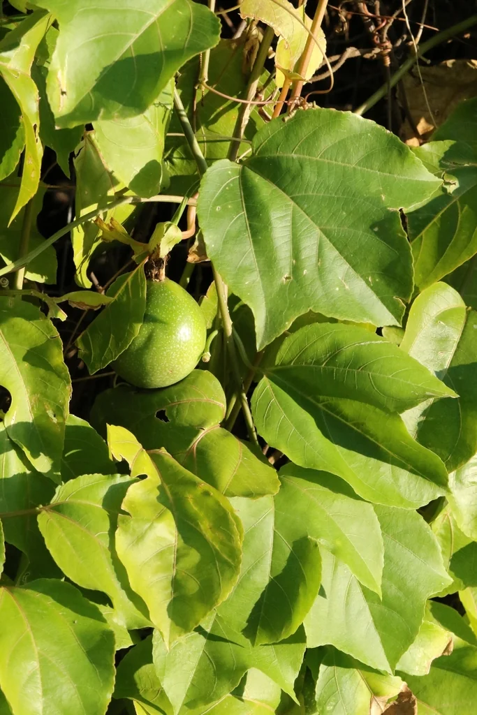 Passiflora Edulis