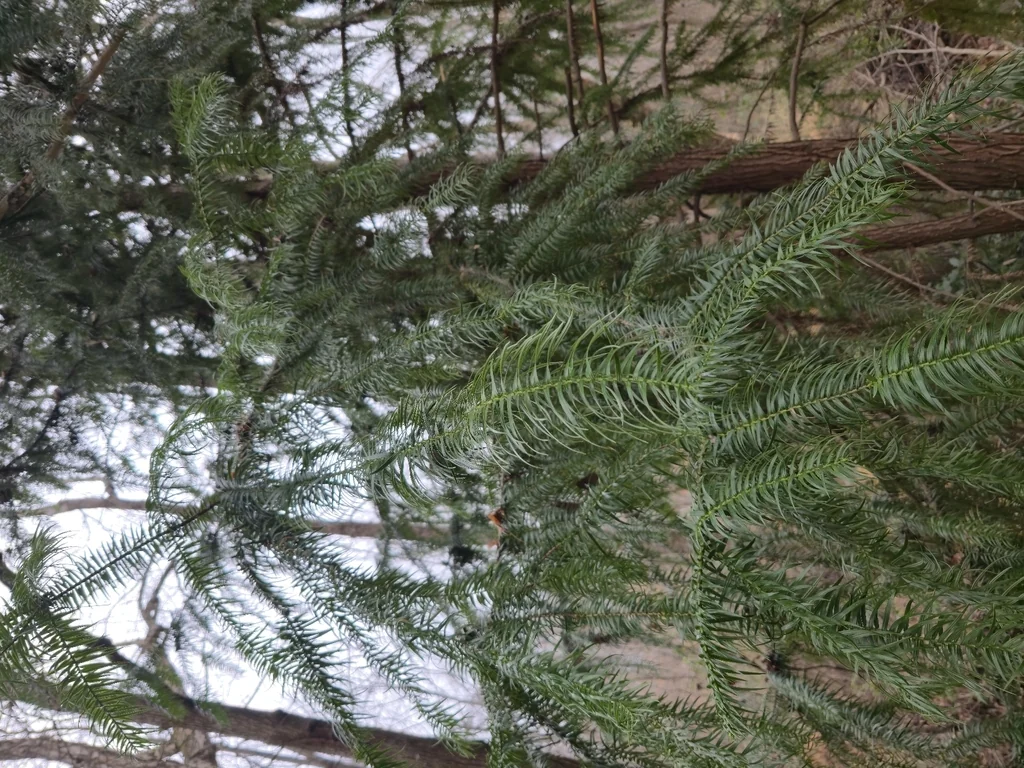 Cunninghamia Lanceolata