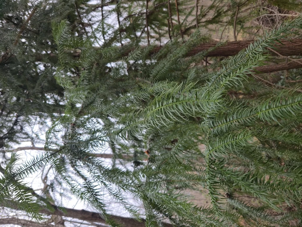 Cunninghamia Lanceolata