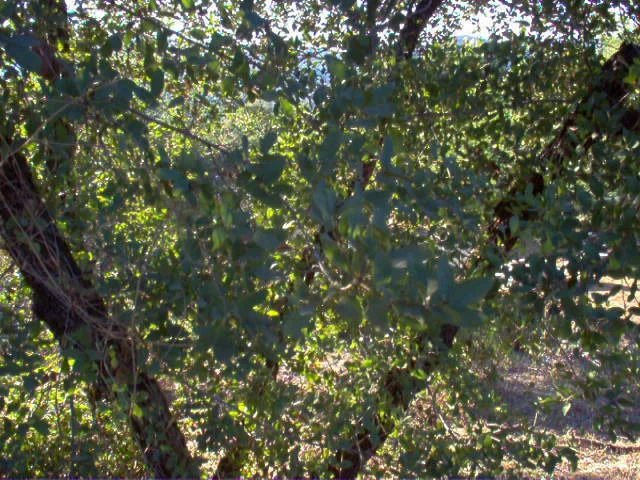 Quercus Engelmannii