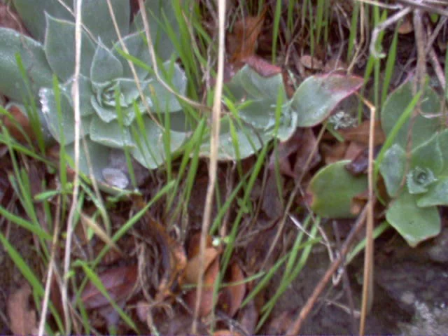 Dudleya Pulverulenta
