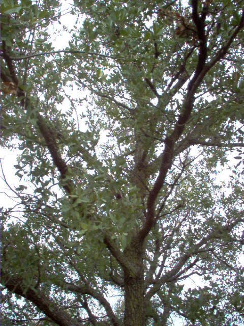 Quercus Engelmannii